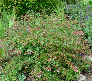 Pink Abelia | NWA Plants Inc