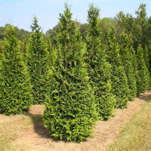 Improved Canaerti Juniper | NWA Plants Inc