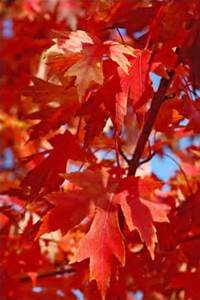 blaze autumn maple red