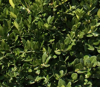 Winter Gem Boxwood | NWA Plants Inc