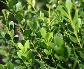 Baby Gem Boxwood | NWA Plants Inc