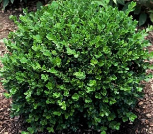 Baby Gem Boxwood | NWA Plants Inc