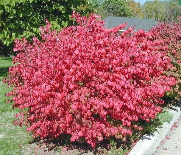 Dwarf Burning Bush | NWA Plants Inc