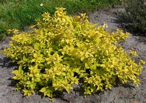 Goldmound Spirea | NWA Plants Inc