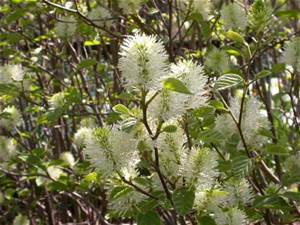 Mount Airy Fothergilla | NWA Plants Inc