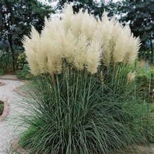 Pampas Grass | NWA Plants Inc