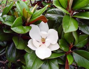 Teddy Bear® Southern Magnolia | NWA Plants Inc