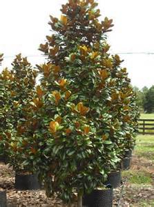 Teddy Bear® Southern Magnolia | NWA Plants Inc