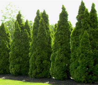 Emerald Green Arborvitae | NWA Plants Inc