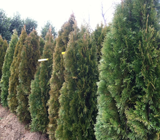 Emerald Green Arborvitae | NWA Plants Inc