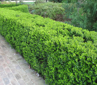 Wintergreen Boxwood | NWA Plants Inc