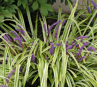 Variegated Liriope | NWA Plants Inc