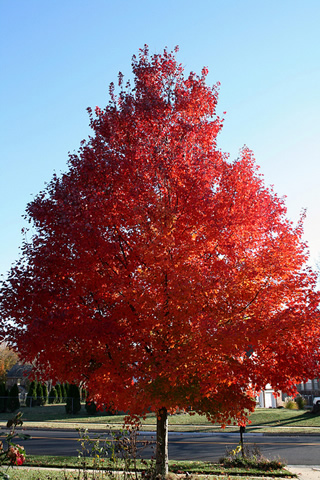 October Glory® Red Maple | NWA Plants Inc