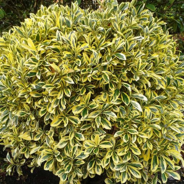 Golden Euonymus | NWA Plants Inc