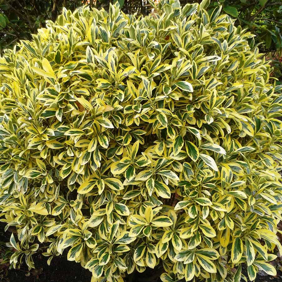 golden euonymus | nwa plants inc