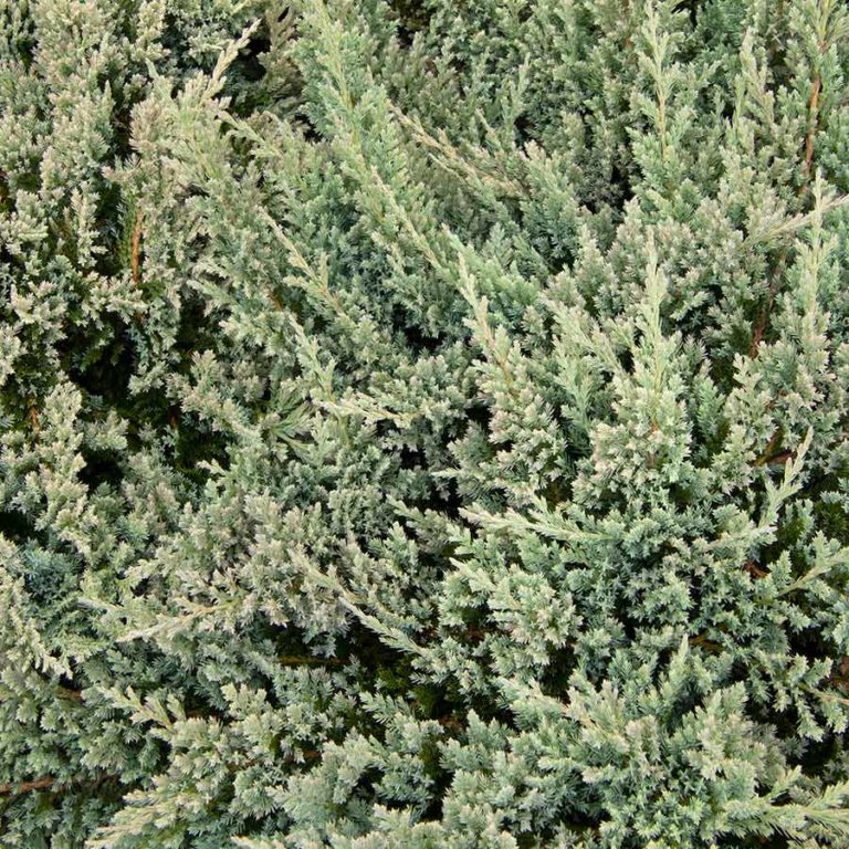 Blue Chip Juniper | NWA Plants Inc