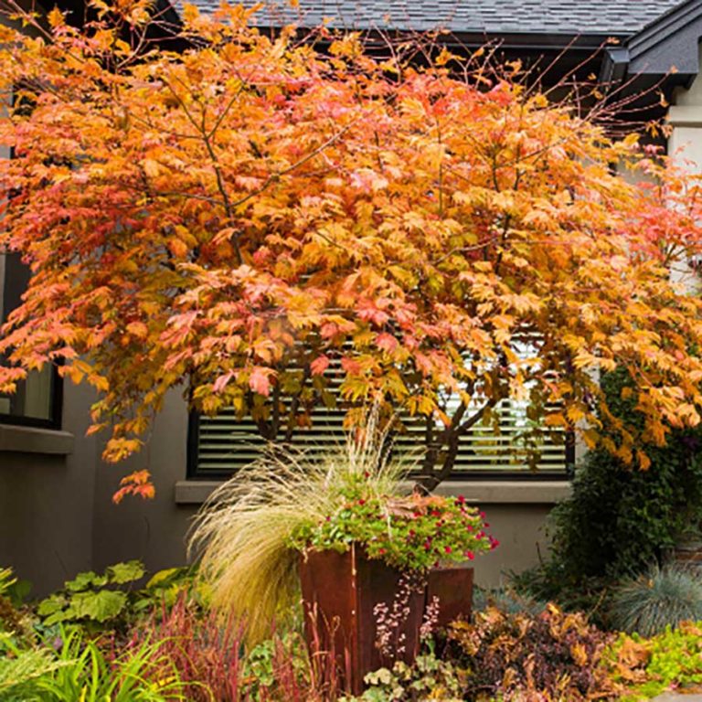 Fernleaf Full-Moon Maple | NWA Plants Inc