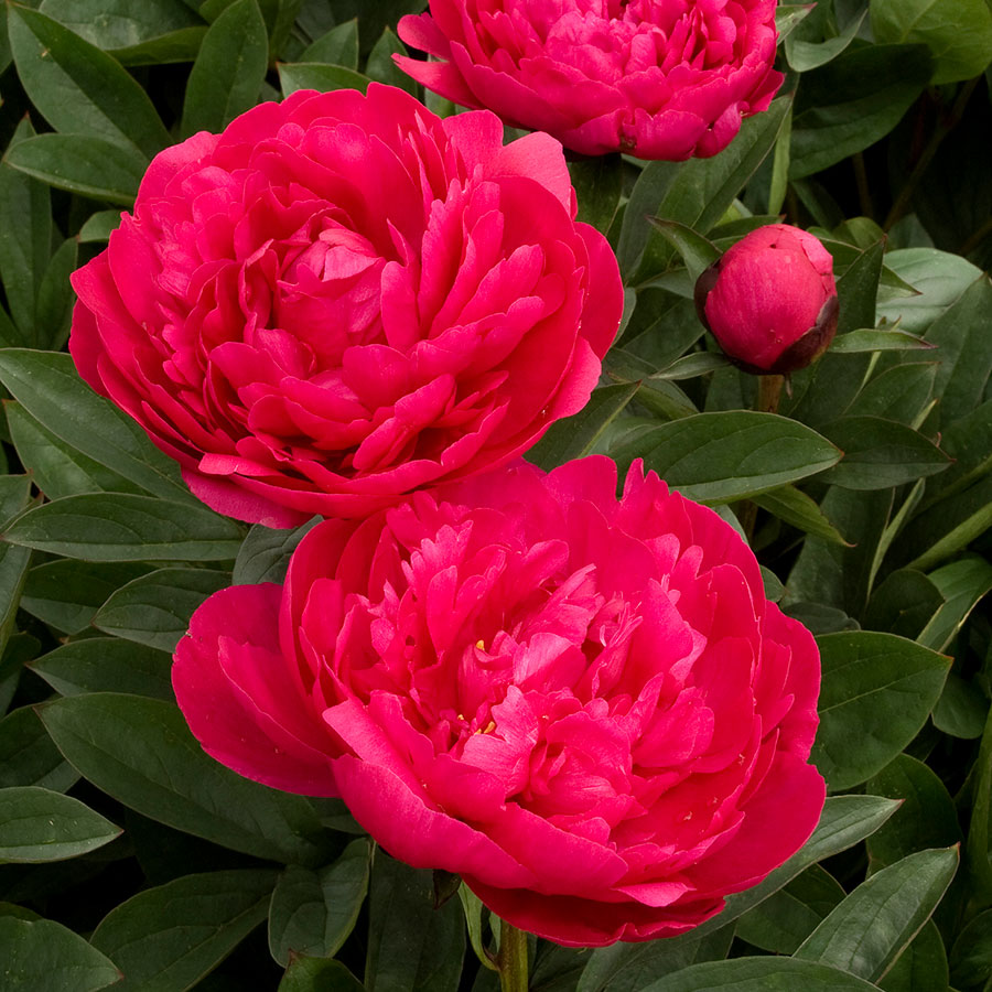 Kansas Double Peony | NWA Plants Inc