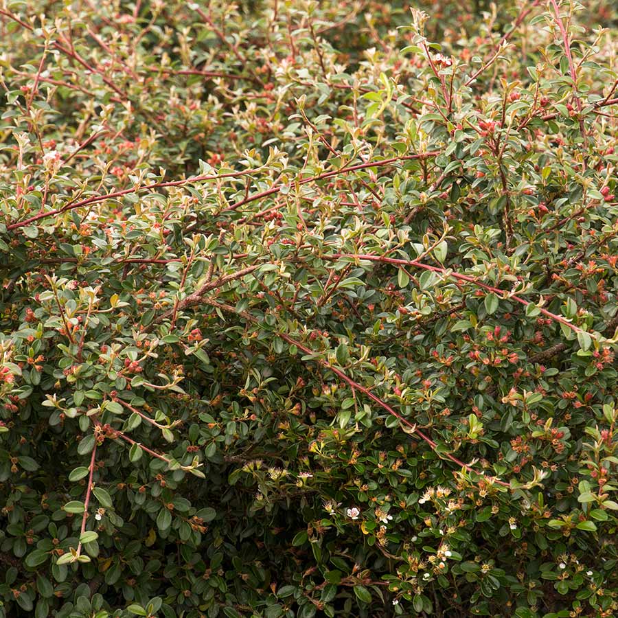 Image of Cotoneaster coral beauty shrub in fall foliage