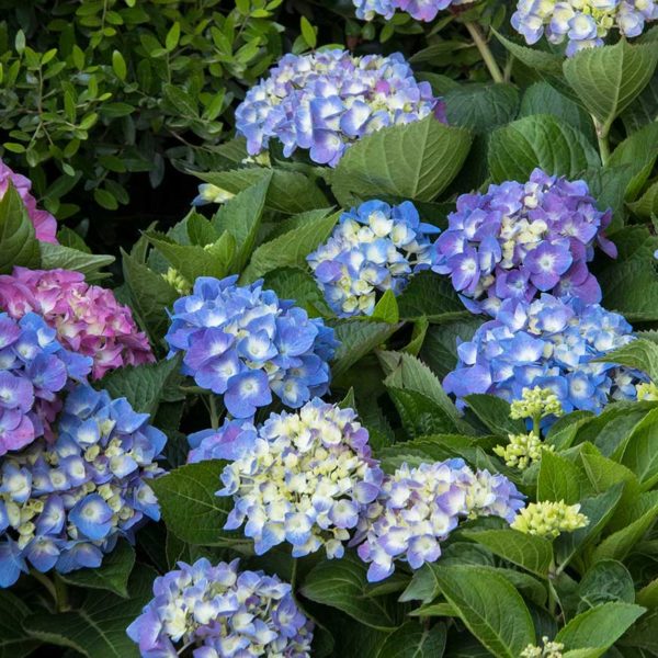 Seaside Serenade® Cape Cod Hydrangea | NWA Plants Inc