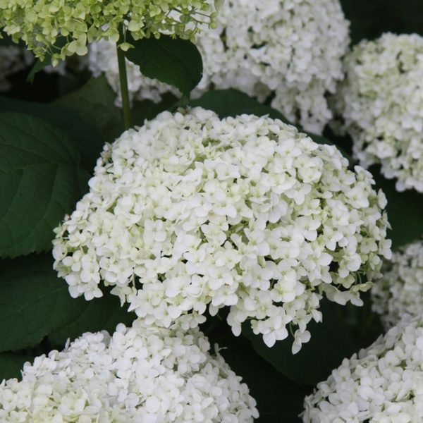 Annabelle Hydrangea | NWA Plants Inc