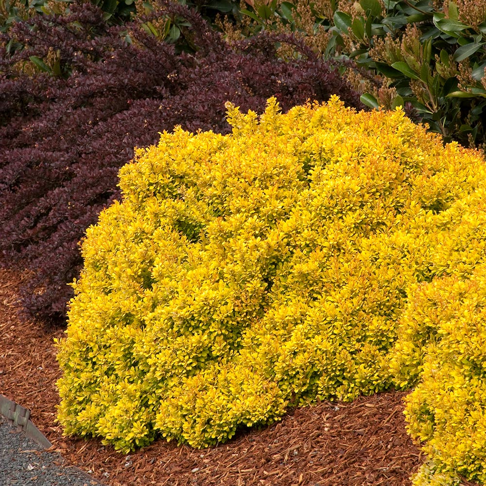 Golden Nugget™ Dwarf Japanese Barberry | NWA Plants Inc