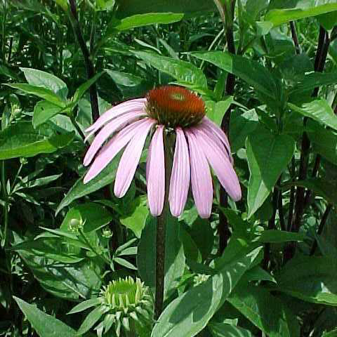 purple coneflower latin name purple coneflower latin name