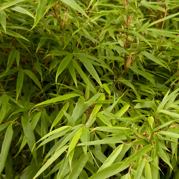 Sunset Glow Clumping Bamboo | NWA Plants Inc