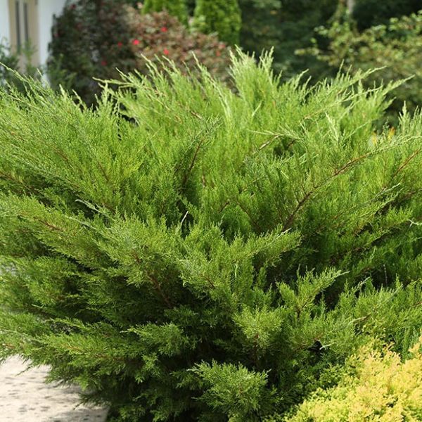 Sea Green Juniper | NWA Plants Inc