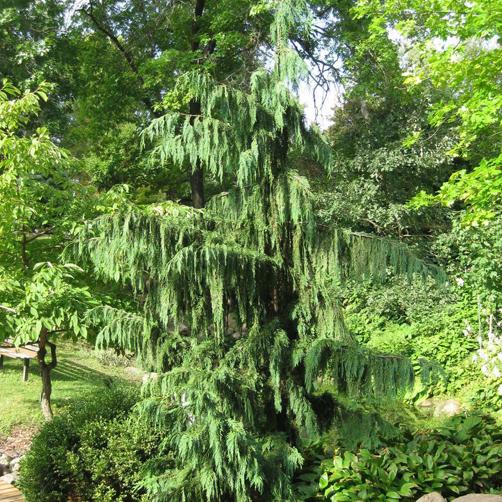 Weeping Alaskan Cedar | NWA Plants Inc