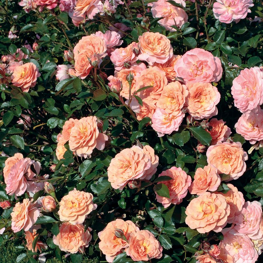 apricot-drift-groundcover-rose-nwa-plants-inc