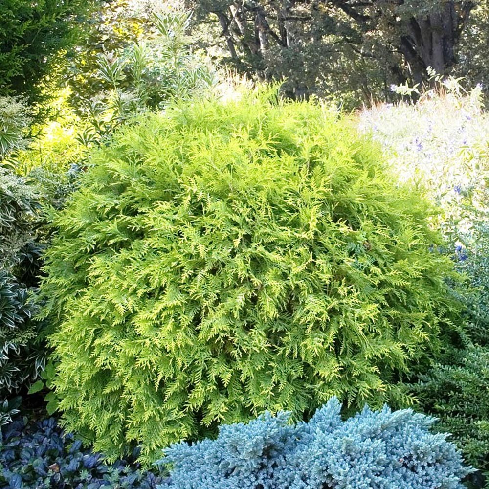 Golden Globe Arborvitae | NWA Plants Inc