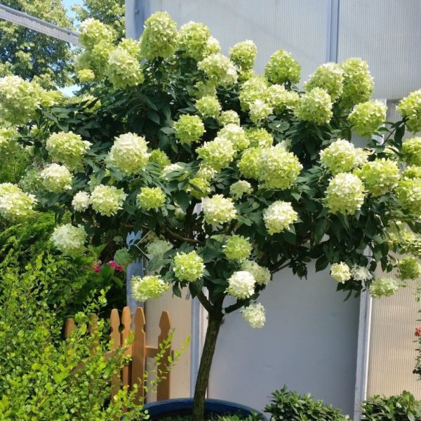 Limelight Hardy Hydrangea Tree Form NWA Plants Inc   Limelight Hydrangea Tree Form 600x600 