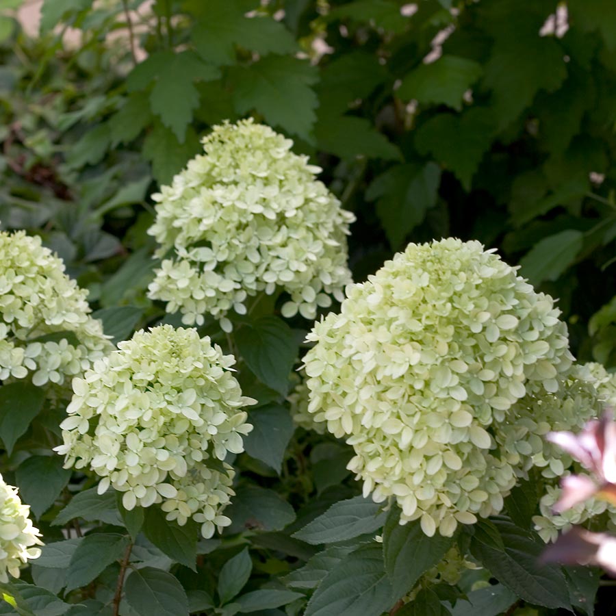 Little Lime® Hardy Hydrangea | NWA Plants Inc