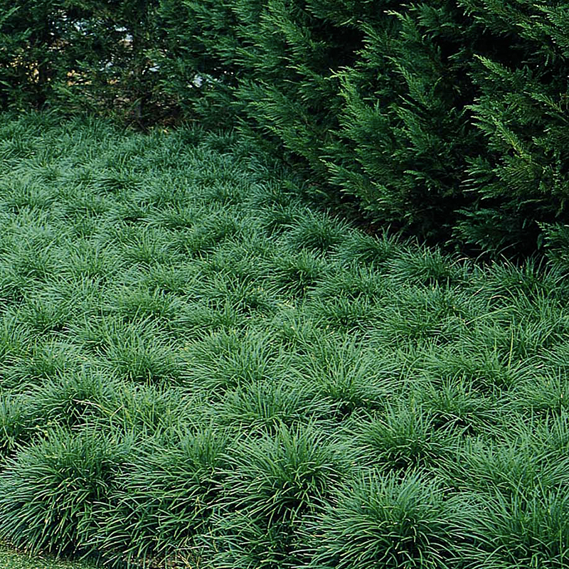 Mondo Grass NWA Plants Inc