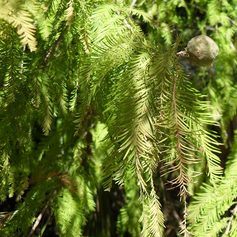 Pond Cypress NWA Plants Inc Pond Cypress NWA Plants Inc