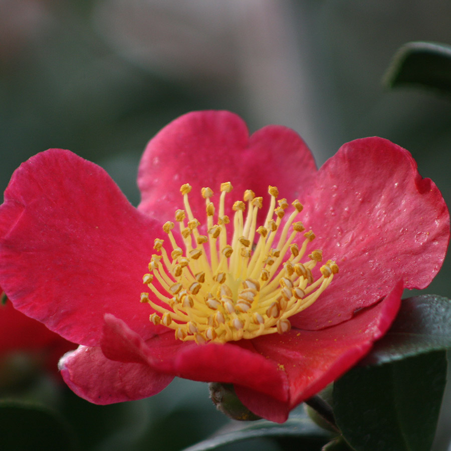 Yuletide Camellia | NWA Plants Inc