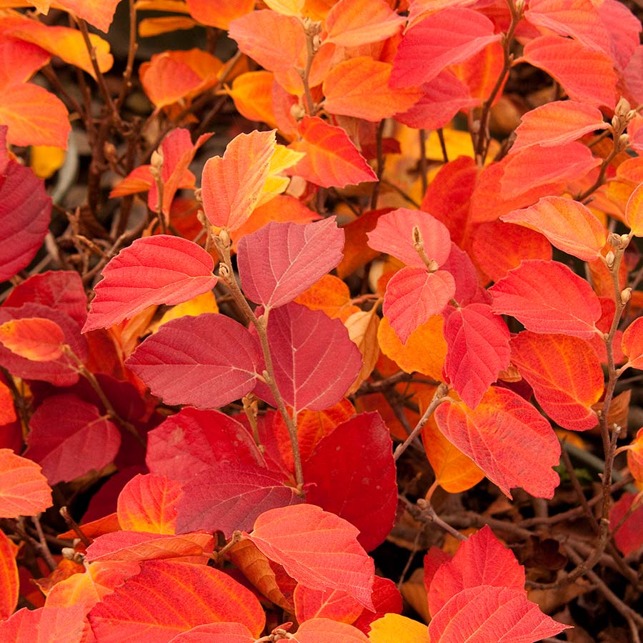 Dwarf Fothergilla 