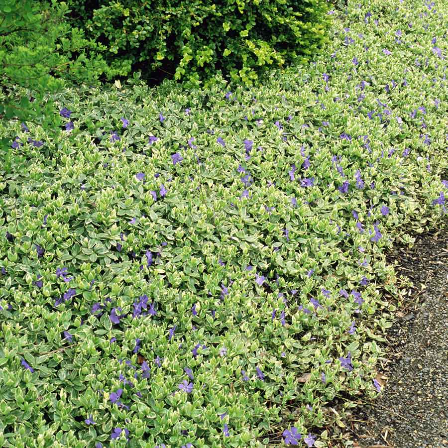 Variegated Common Vinca Minor | NWA Plants Inc