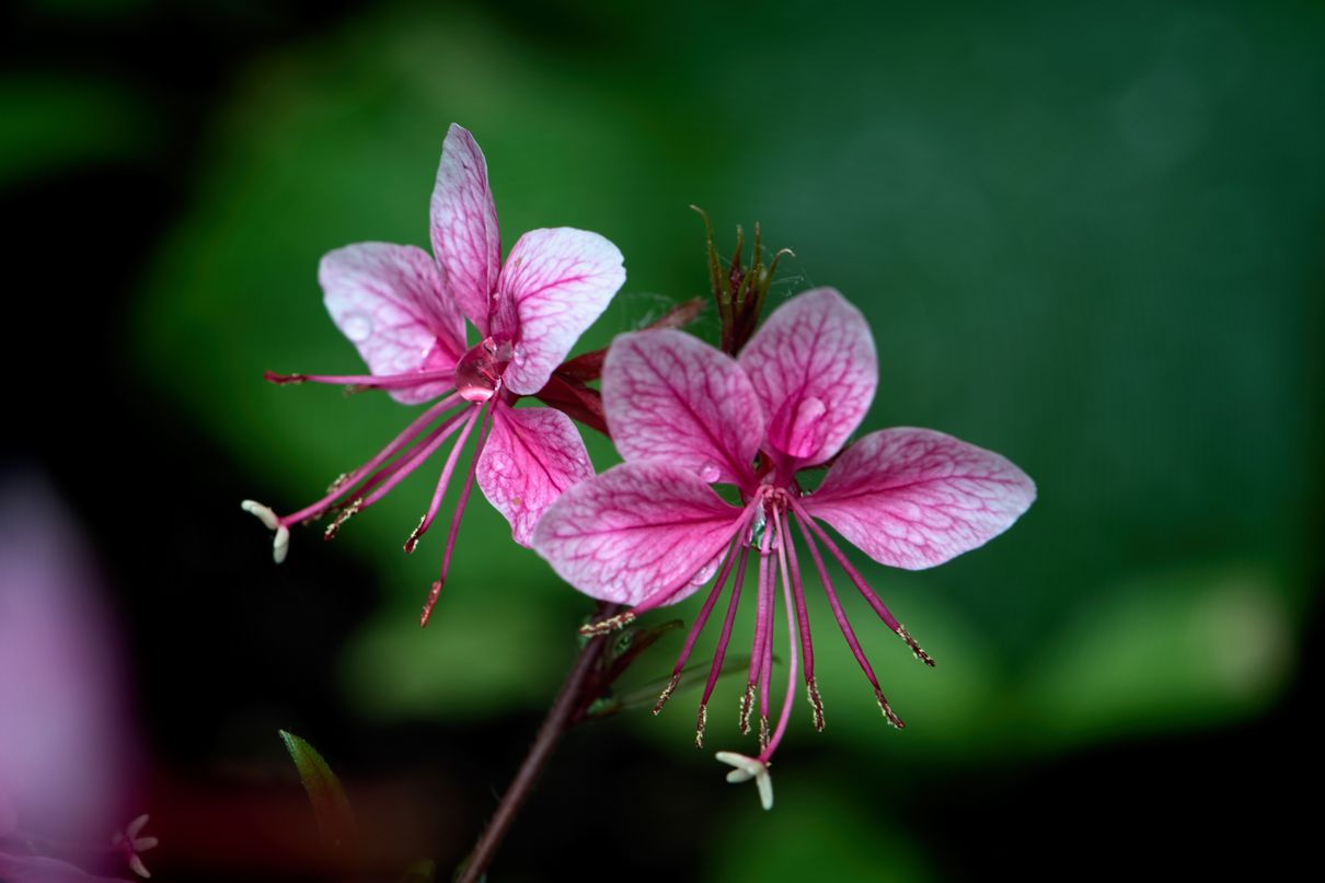 Gaura, Siskiyou Pink | NWA Plants Inc