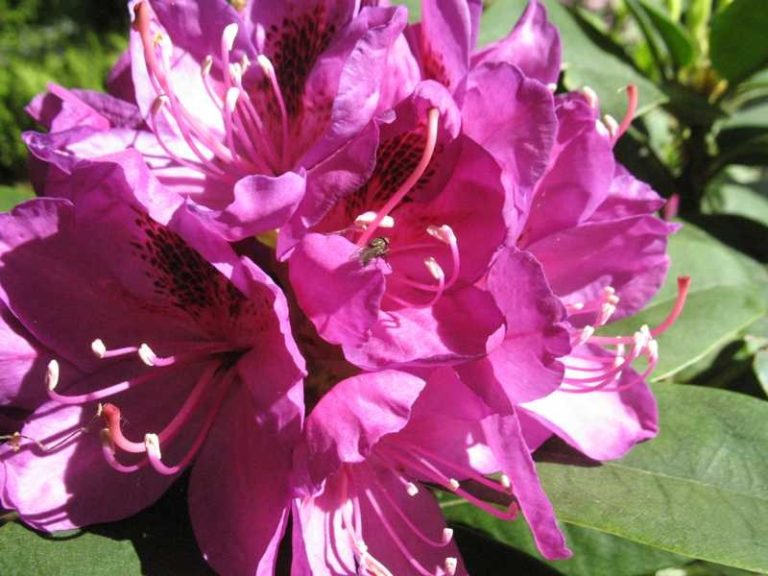 Rhododendron, Anah Kruschke | NWA Plants Inc